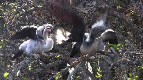 Birds-of-the-mangrove-forest-pin-the-Everglades-14