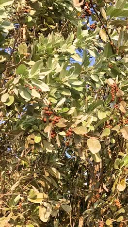 Silver Buttonwood tree swaying in the breeze