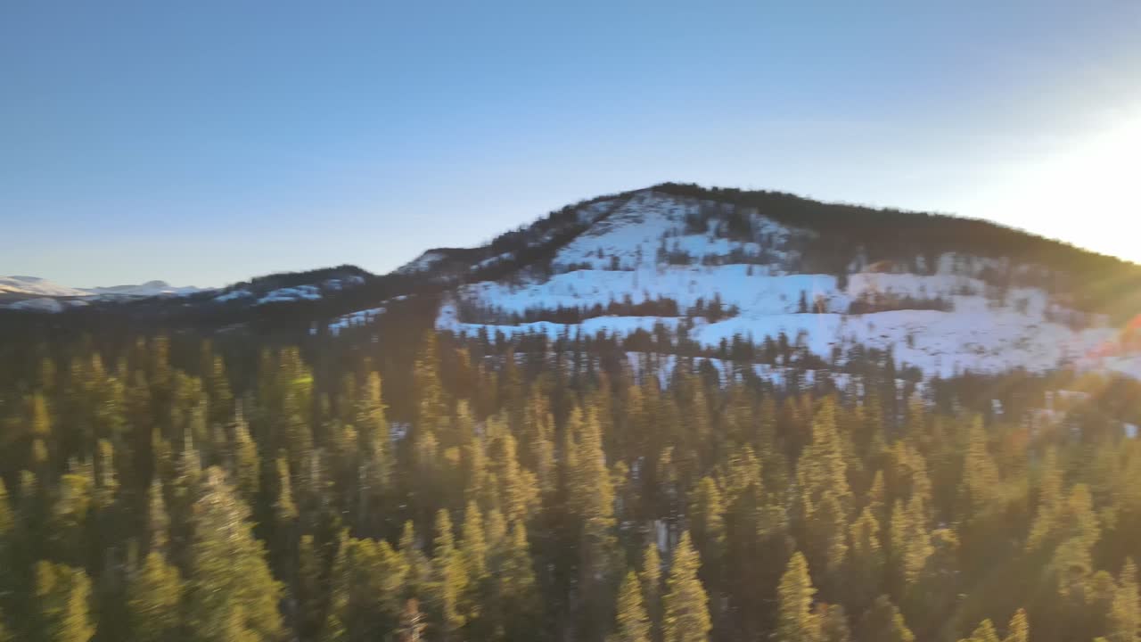 imágenes de drones de un bosque de pinos iluminado por el sol con nieve entre los árboles en el suelo