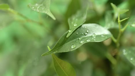 dew-covered leaves