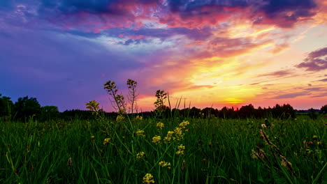 Lapso-De-Tiempo-épico-De-Hierba-Y-Campo-De-Flores-Con-Puesta-De-Sol-Dorada-Escondida-Detrás-De-Los-árboles-Del-Bosque---Nubes-En-El-Cielo-Iluminado-En-Colores-Coloridos