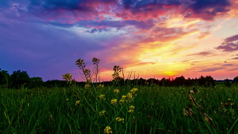 lapso de tiempo épico de hierba y campo de flores con puesta de sol dorada escondida detrás de los árboles del bosque - nubes en el cielo iluminado en colores coloridos
