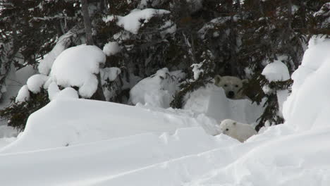 Polar-Bear-mother-with-three-months-old-cubs-playing-between-trees,-on-Tundra