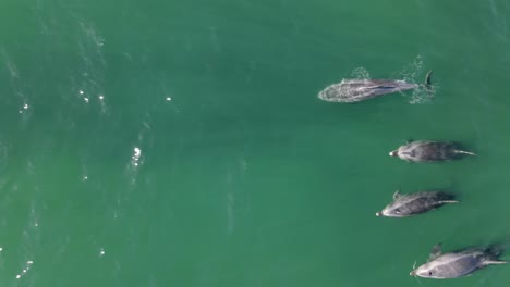 aerial 4k footage of a pod of bottlenose dolphins swimming by the coast of santa barbara, california, usa