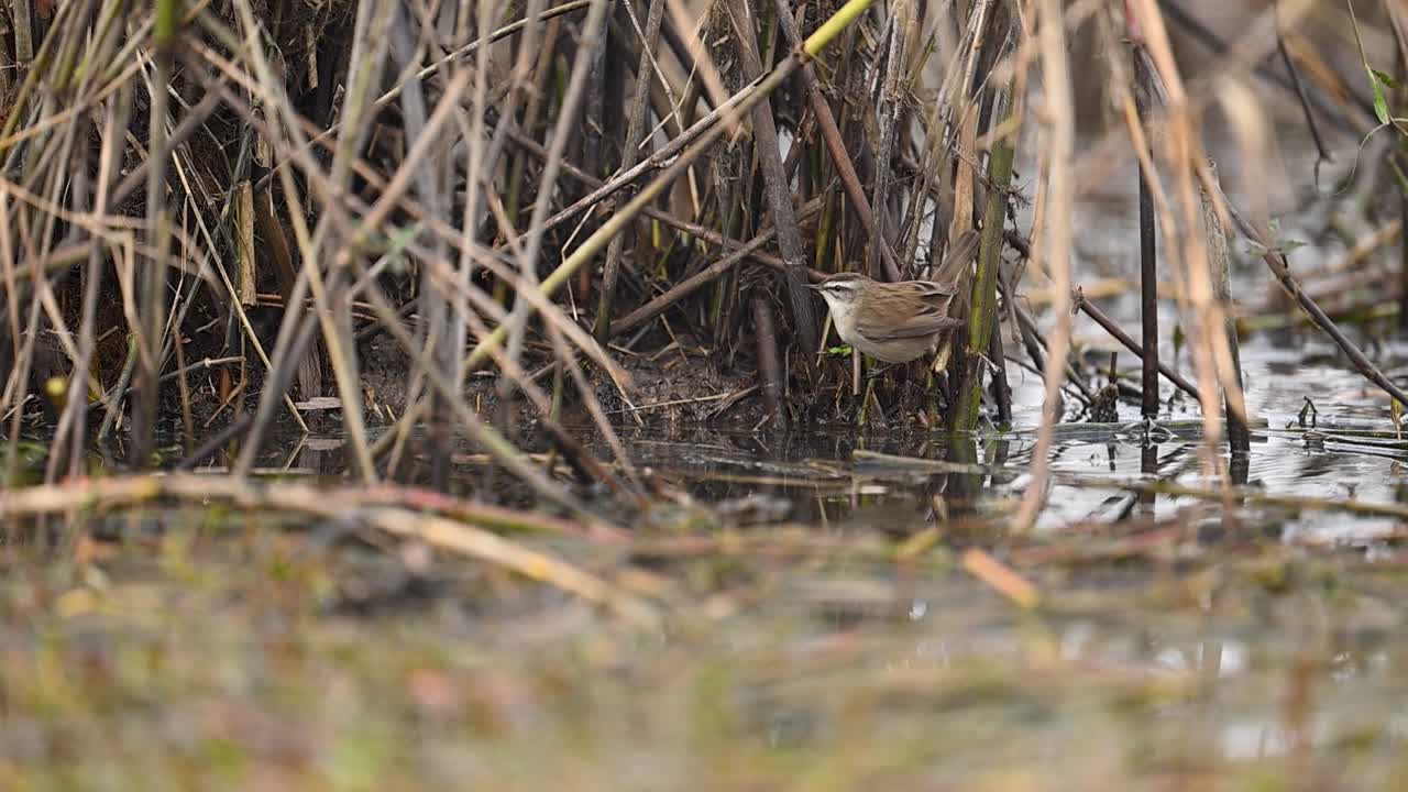 A restless Moustached Warbler is captured in a flurry of activity, darting between reed stalks as it gleans insects from the water's edge