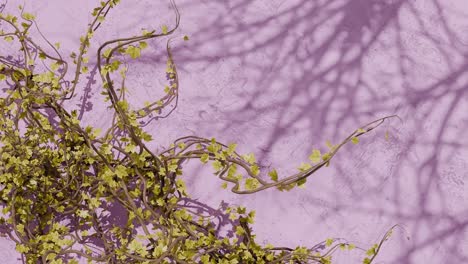 green climbing vine with small leaves on textured pink wall with plant shadows. spring nature and garden concept. design for wallpaper, poster, banner.flat lay composition with copy space