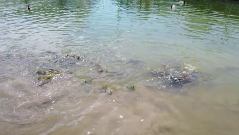 This-is-a-video-of-carp-being-fed-at-the-Lynn-Creek-Marina-on-Joe-Pool-Lake-in-Texas