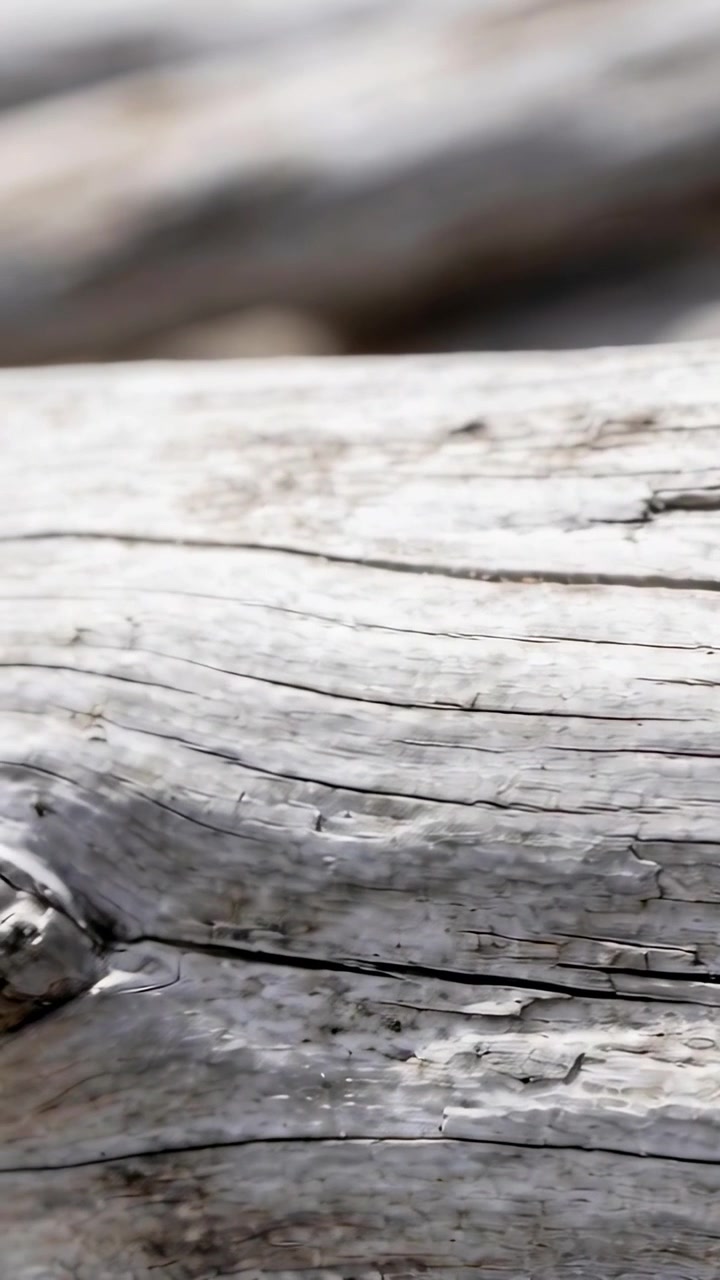 Vertical video: Panning camera revealing weathered driftwood at shoreline to show knot and grain