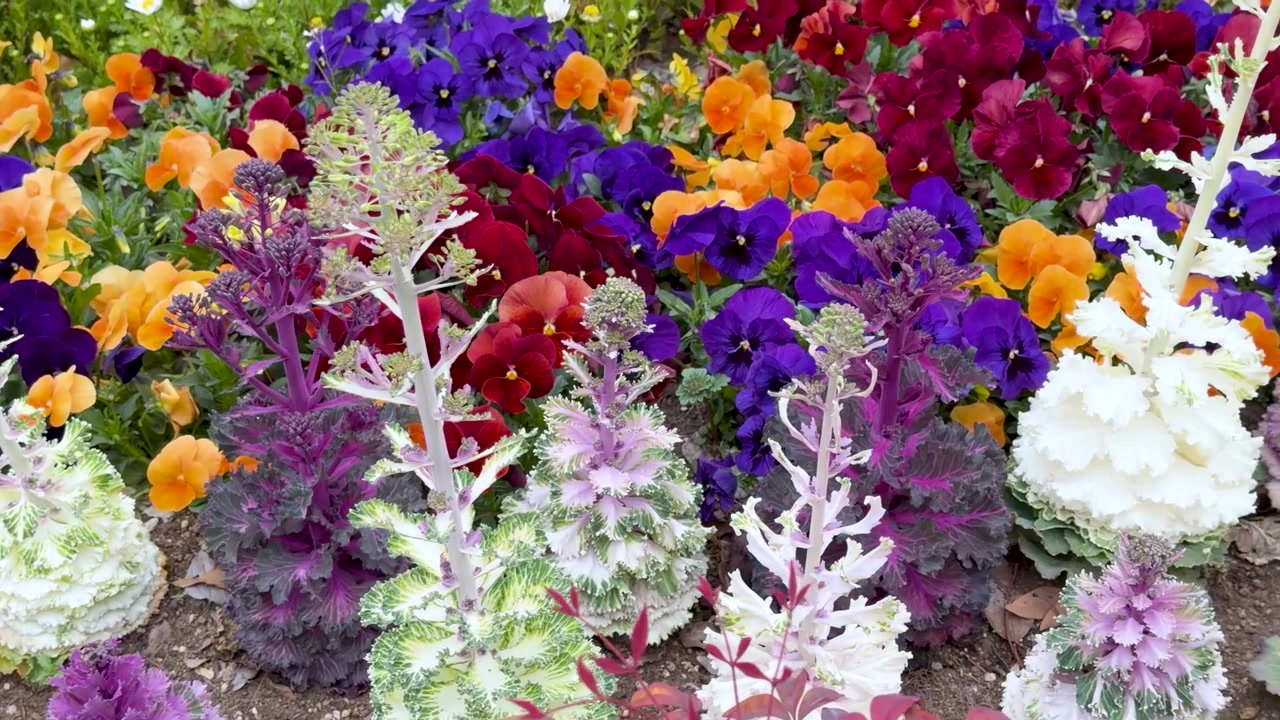 A câmera percorre couves ornamentais vibrantes e amores-perfeitos em um parque público durante o inverno.