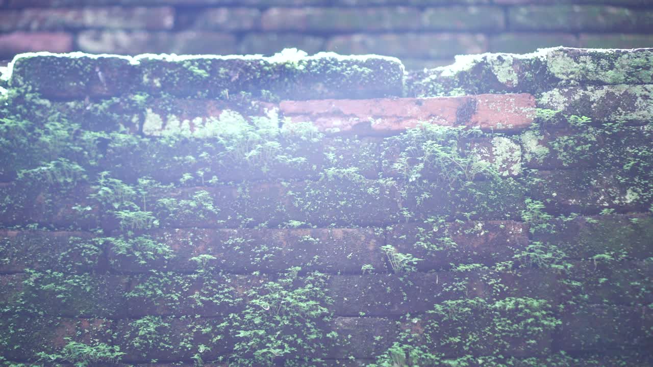 Moss cover brick wall with sun flare glitch video 4K