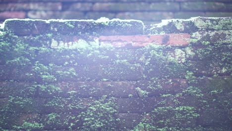 moss cover brick wall with sun flare glitch video 4k
