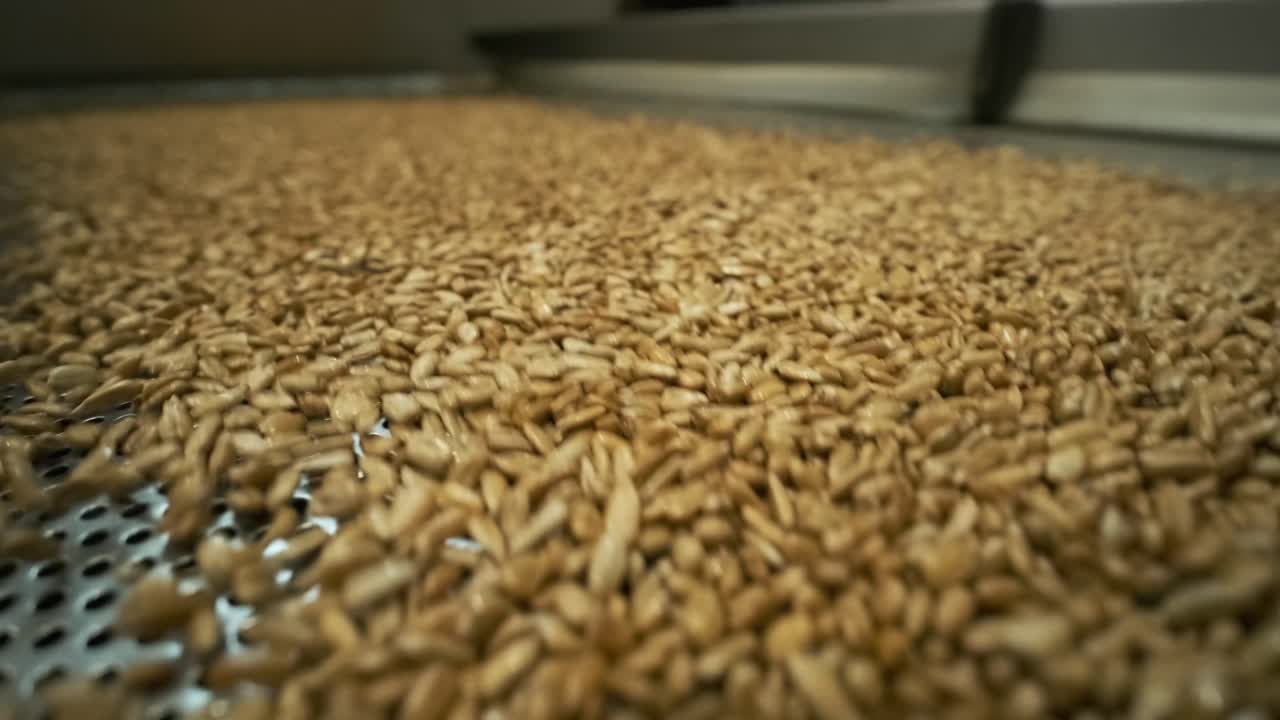 muchas semillas. semillas de girasol máquina de hornear. mover las semillas de gira-sol fritas salen del coche. producción de alimentos