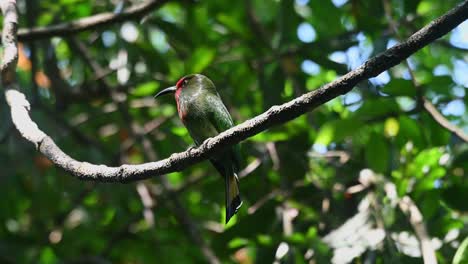 el abejorro de barba roja nyctyornis amictus, tailandia
