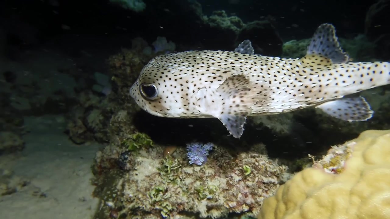 Underwater night closeup of porcupine fish Diodon hystrix hovering over coral reef in deep waters