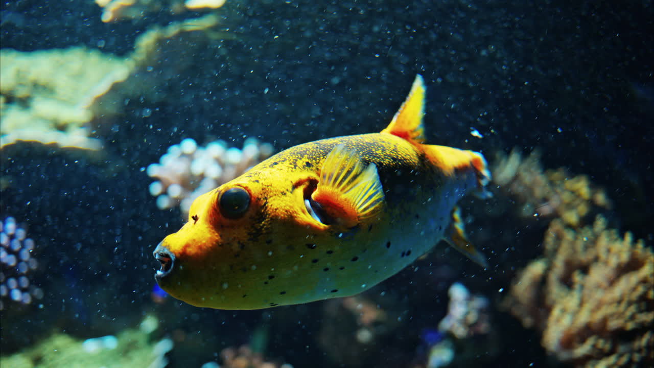 Close up of a Blackspotted puffer fish swimming near coral reefs