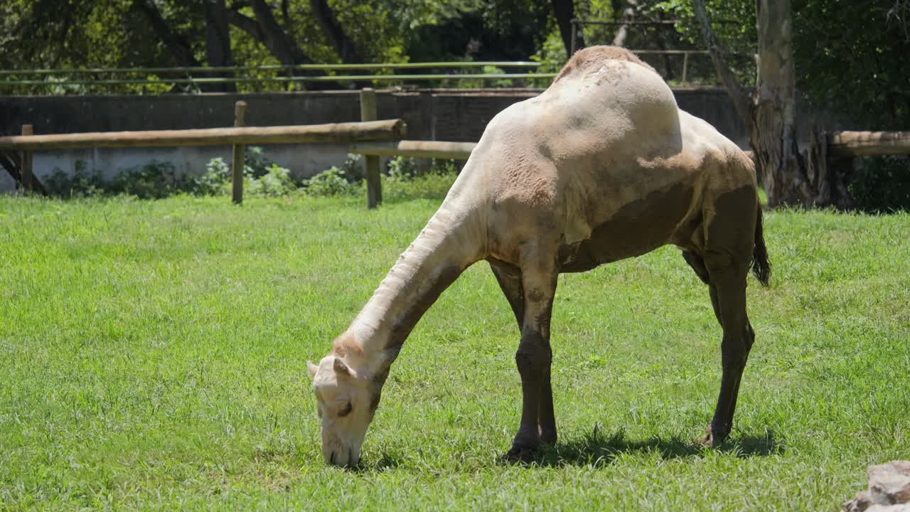 Full body side view, Dromedary Camel grazes bright green grass