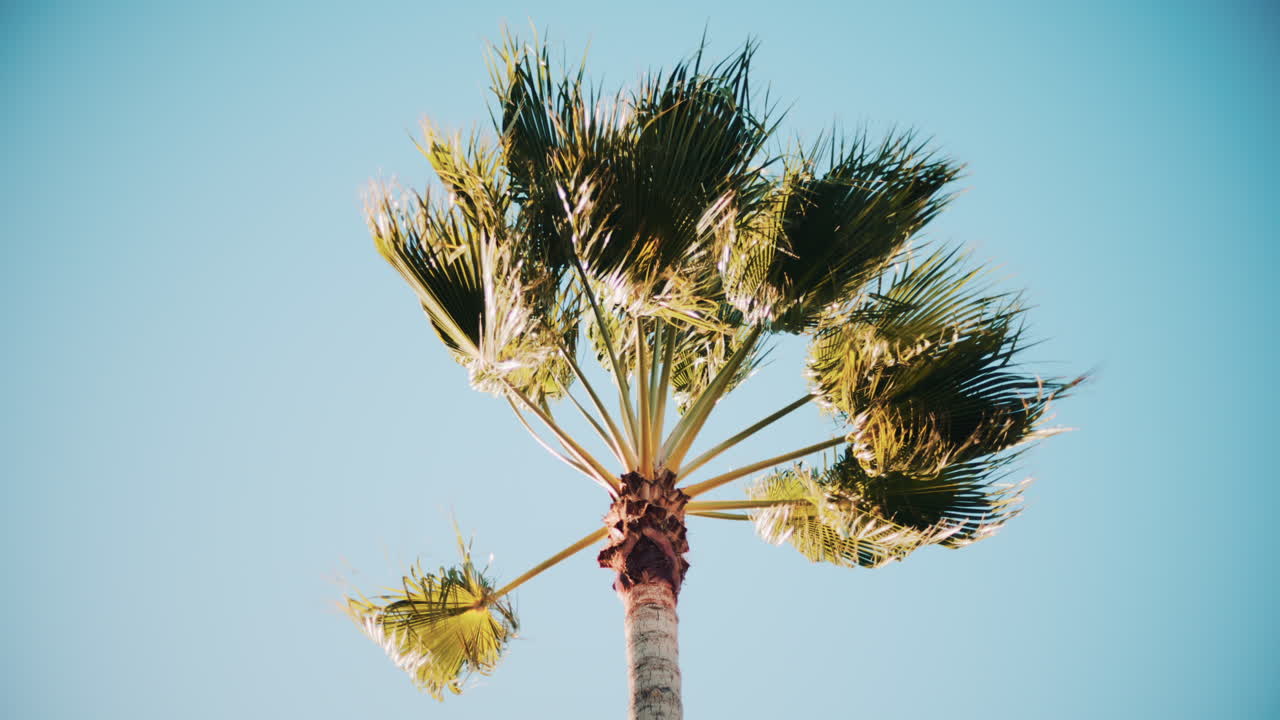 Close ip of fresh green palm leaves swaying gently in daylight