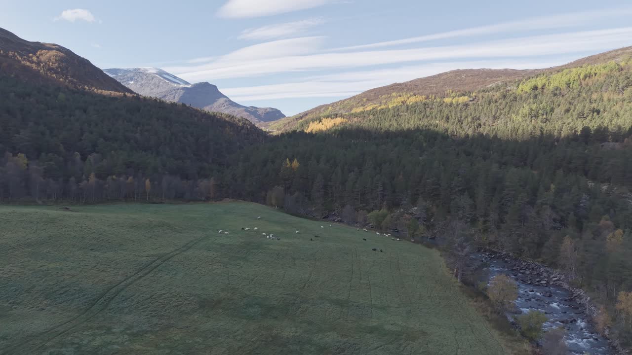 A valley in Norway with autumn colored forest, sheeps and mountain peaks in a far. Drone footage