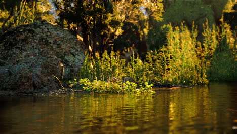 reflexiones tranquilas del atardecer en un río tranquilo