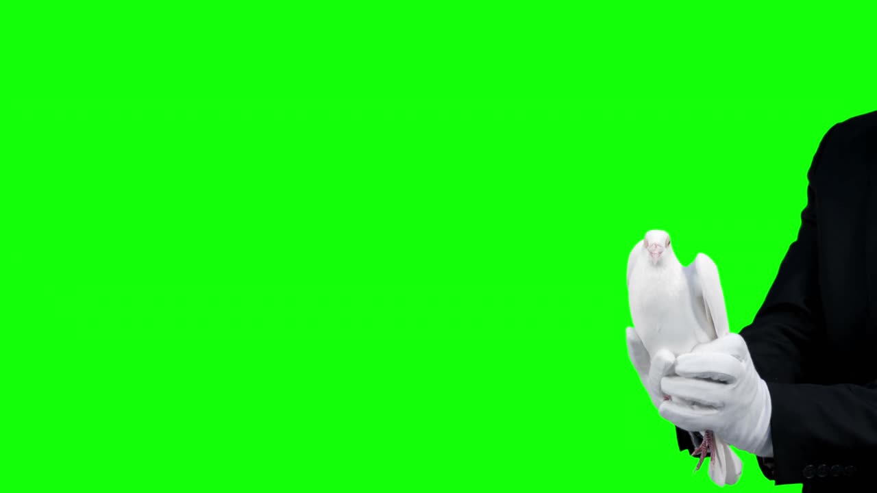 manos sosteniendo un pájaro paloma