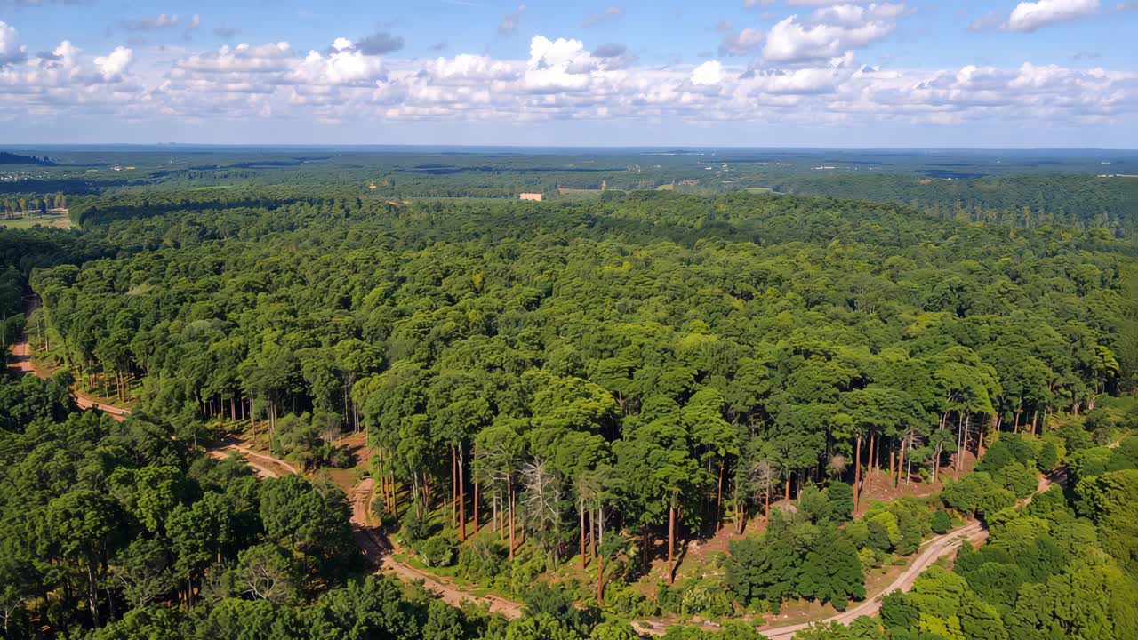 vista aérea de un bosque verde y exuberante