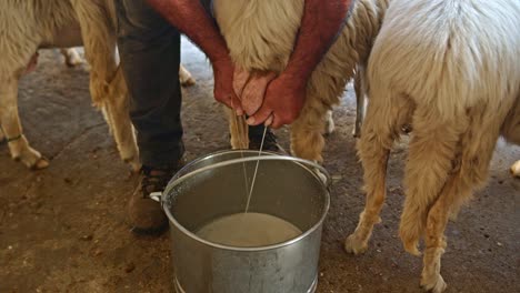 Granjero-Ordeñando-Ovejas-Y-Recolectando-Leche-Cruda-Fresca-En-Un-Cubo-De-Acero