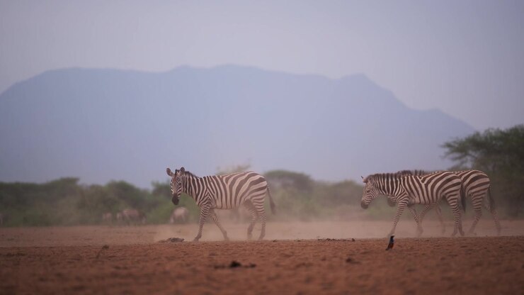 Scena polverosa con zebre nella polvere della stagione secca in uno splendido scenario paesaggistico della savana, animali selvatici africani da safari nella savana in Africa in Kenya