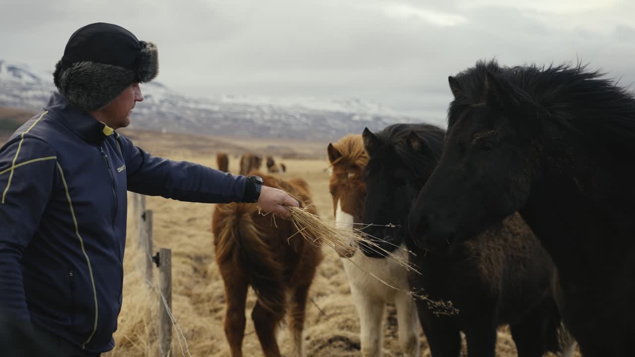 caballos islandeses en el recinto mientras el hombre ofrece hierba seca amarilla, islandia