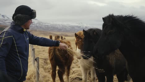 Icelandic-horses-in-enclosure-while-man-offer-yellow-dry-grass,-Iceland