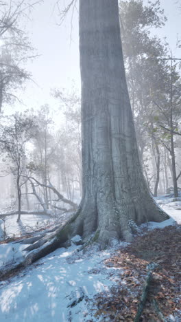 winter forest scene: a majestic tree in the mist