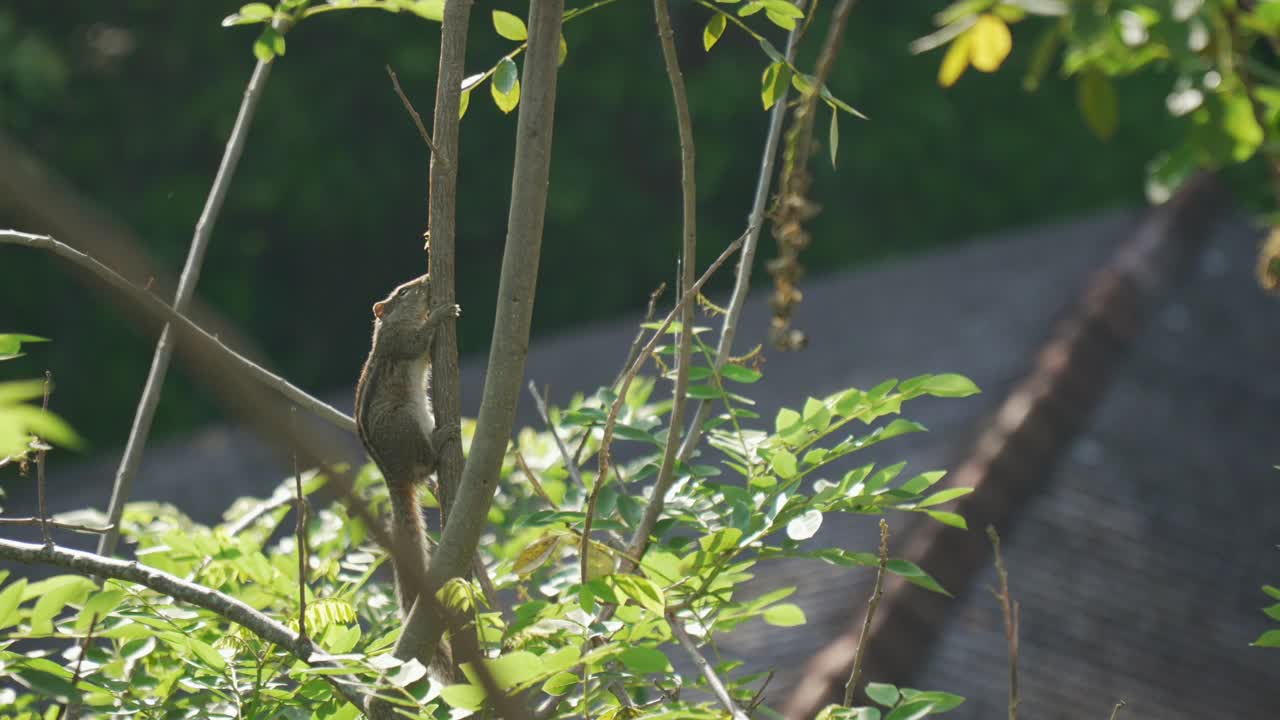 Squirrel climbing a tree in a lush environment with sunlight filtering through leaves