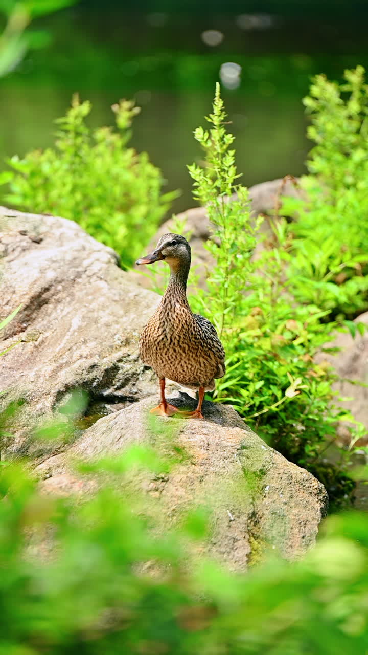 Un'anatra su una roccia a Central Park. Un'anatra è appollaiata su una roccia circondata dal verde lussureggiante di Central Park, godendosi la tranquillità dell'ambiente vicino all'acqua.