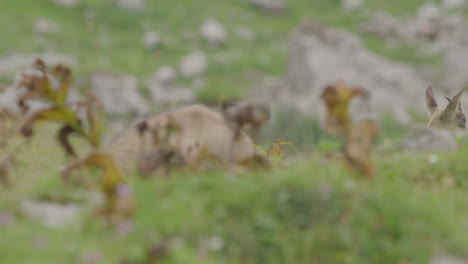 close up of chamois cub and mother grazing in the mountains