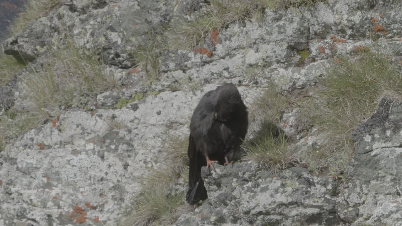 산의 바위 위에서 자신을 청소하는 산악 자크다우