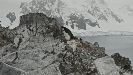 Dolly-Estable-Disparó-Alrededor-De-Un-Pingüino-En-Un-Hermoso-Lugar-Con-Montañas-Cubiertas-De-Nieve-En-El-Fondo