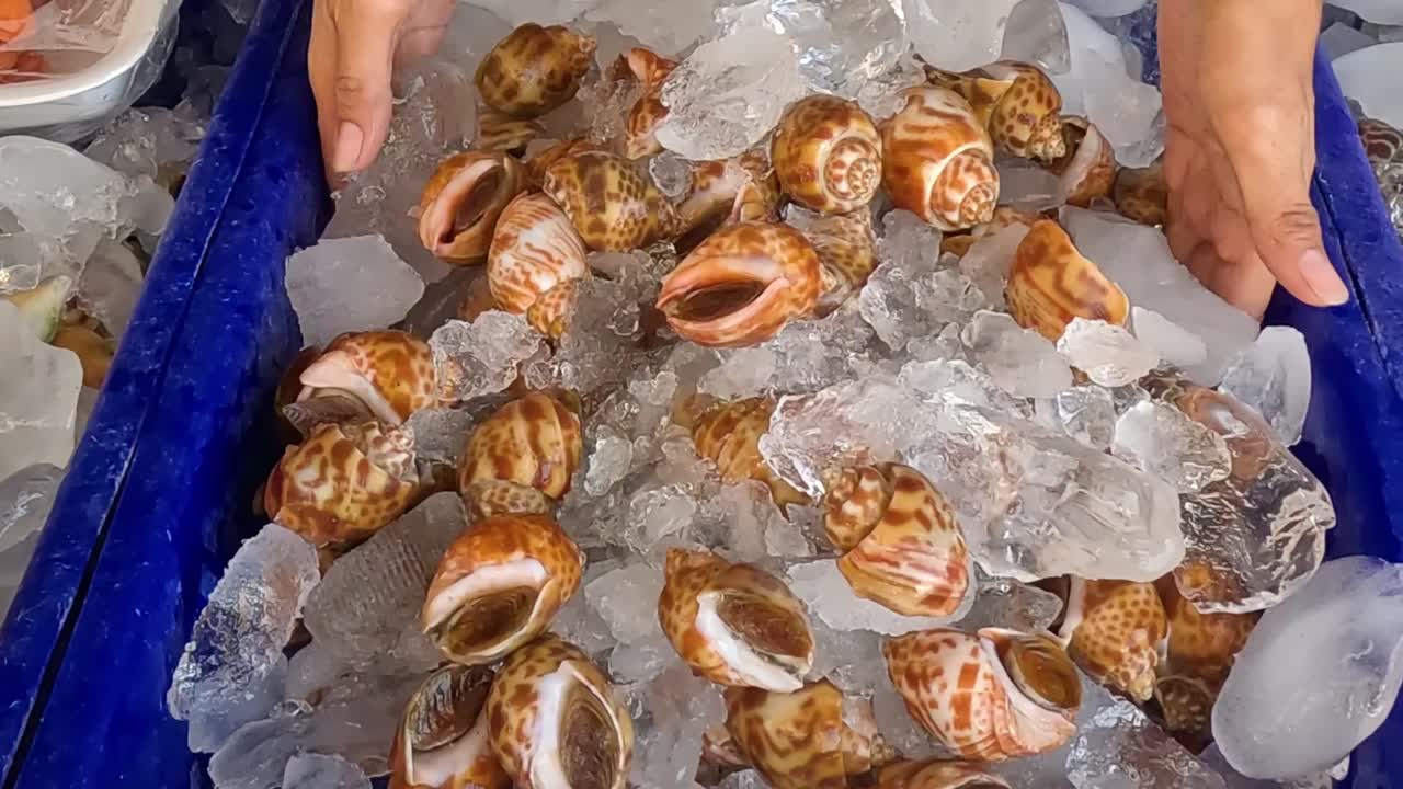 Close-up of hands arranging sea snails on ice in a market setting.