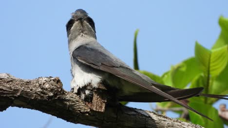 Schönes-Baumwift-vogelnest-Mit-Haube