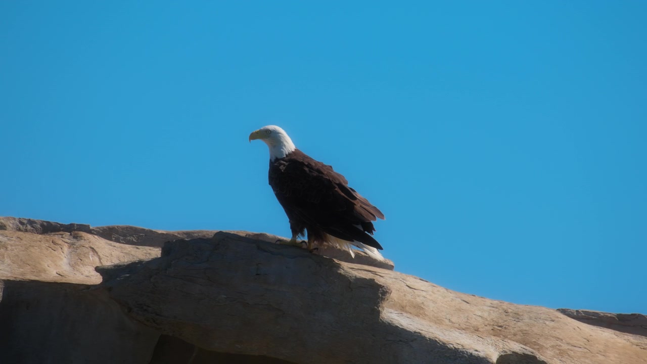 Aquila calva in natura, su sfondo di cielo blu. Al rallentatore.