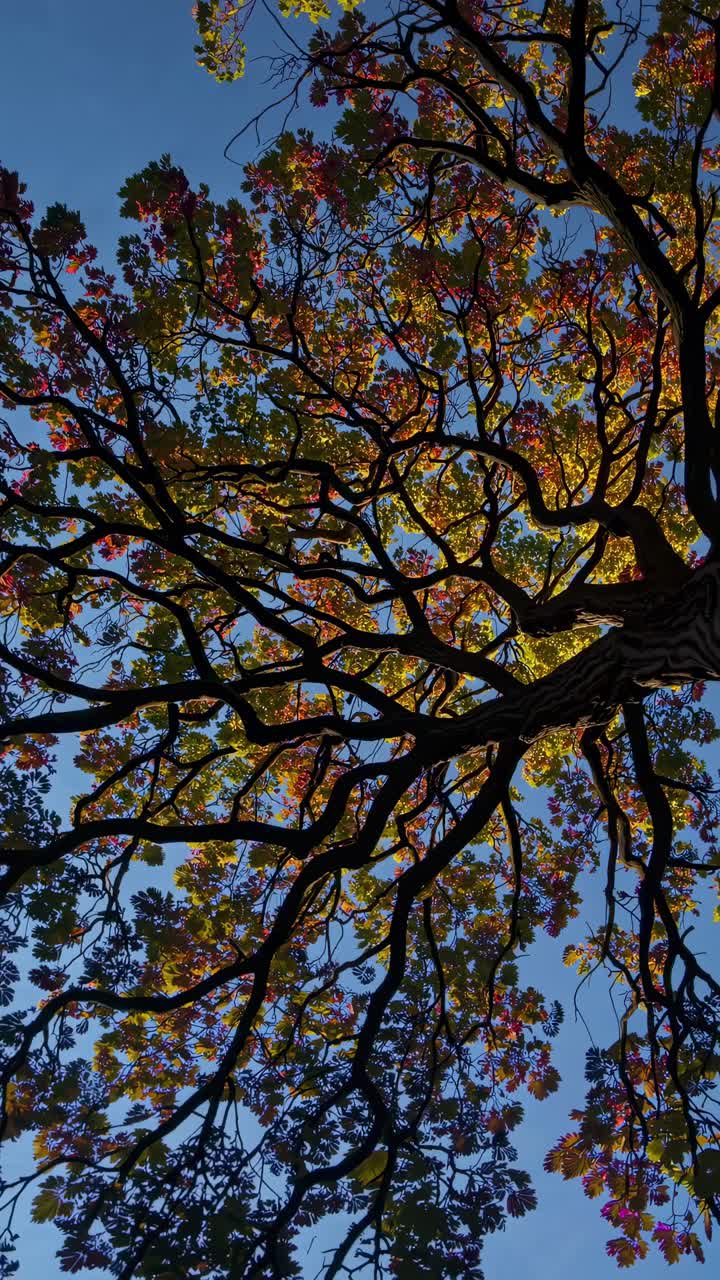 A video captures a low-angle view of tree branches with colorful leaves against a clear blue sky