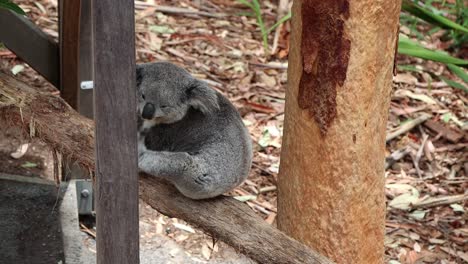 Koala-scratching-himself-after-waking-up