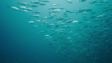 a large school of fish swimming underwater in the blue ocean