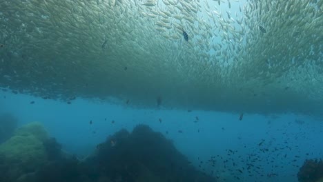 Große-Wolke-Von-Selar-Boop-Fischen,-Die-Im-Seichten-Tropischen-Buchtwasser-Schwärmen