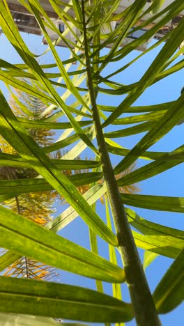hojas de palmera y cielo azul