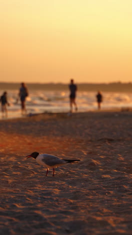 sunset beach scene with gulls