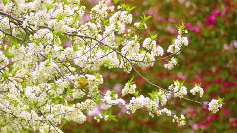 yellow bird in white blossoms