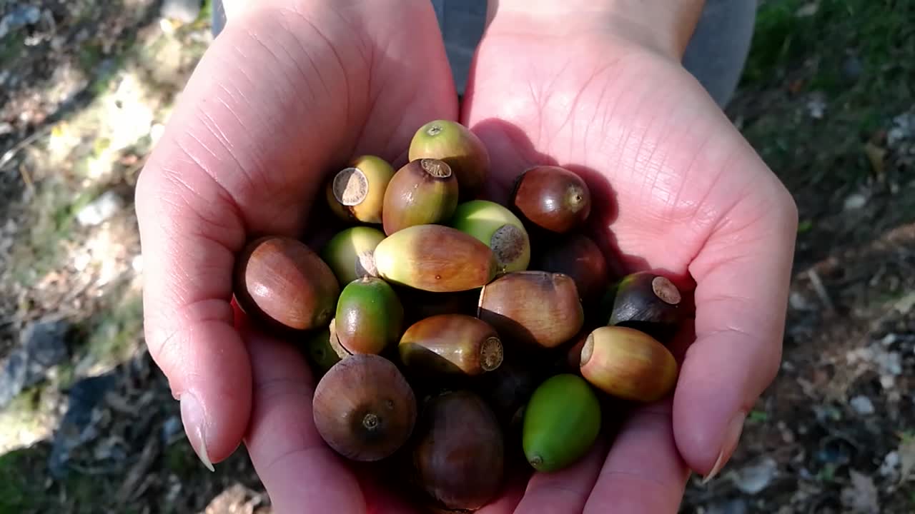 깊은 숲을 가로질러 가는 길에 도토리 한 움큼을 들고 있는 등산객 여성