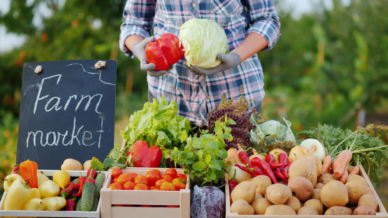 농부 판매자는 야채 시장에서 카운터에 양배추를 넣습니다.