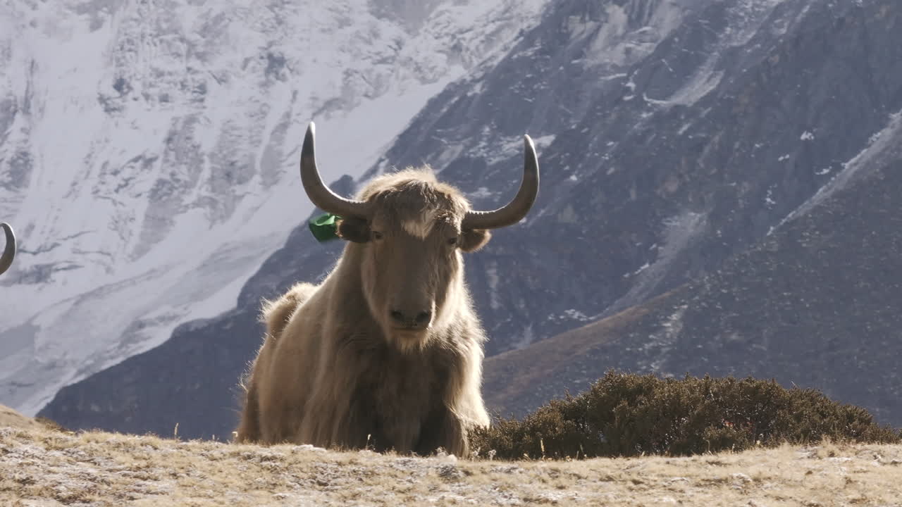 네팔의 에베레스트 지역에서 양식하는 히말라야 야크의 클로즈업 파랄락스 드론