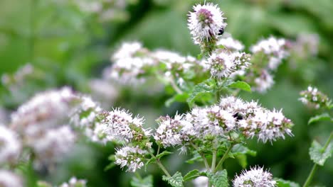 Flies-crawling-round-the-flowers-of-garden-mint-in-a-cottage-garden