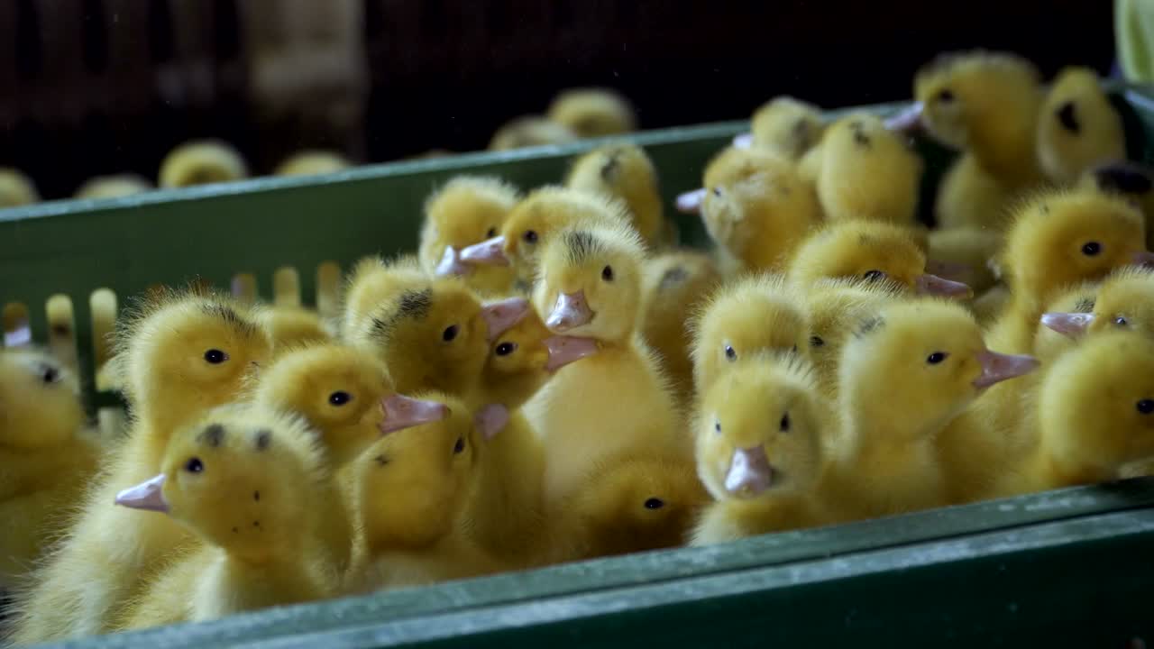 가금류 농장의 노동자는 오리 새끼들을 상자에 넣었습니다.